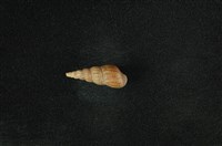 藏品(網蜷)的圖片